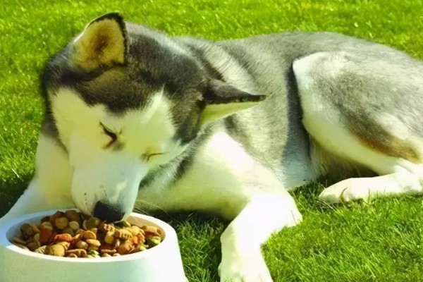 不同类型的哈士奇的饲养方法，种狗尽量单独饲养