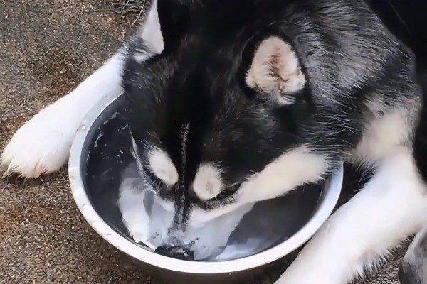 不同类型的哈士奇的饲养方法，种狗尽量单独饲养