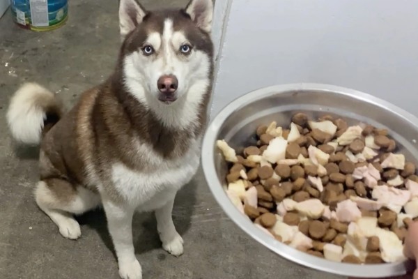 不同类型的哈士奇的饲养方法，种狗尽量单独饲养