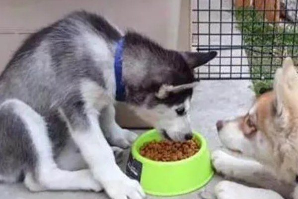 不同类型的哈士奇的饲养方法，种狗尽量单独饲养