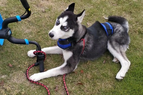 不同类型的哈士奇的饲养方法，种狗尽量单独饲养