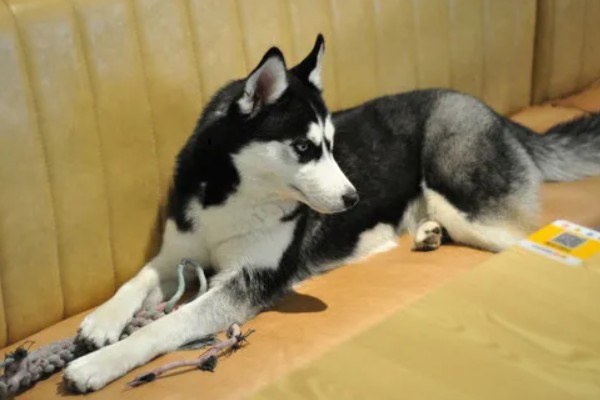 不同类型的哈士奇的饲养方法，种狗尽量单独饲养