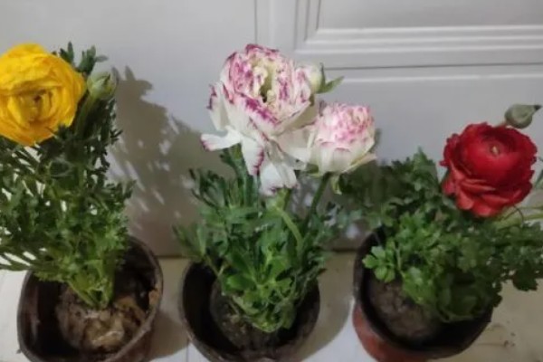 花毛茛的生长习性，喜凉爽及半阴环境