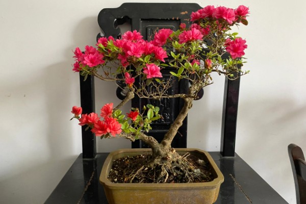 大而浅的花盆适合养哪种花，适合养杜鹃、茶花、米兰等