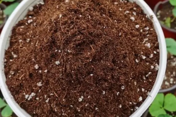大而浅的花盆适合养哪种花，适合养杜鹃、茶花、米兰等