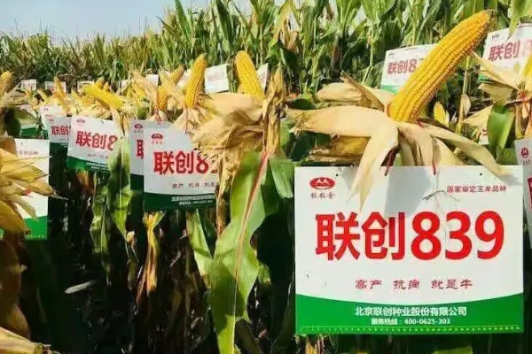 联创839玉米种的夏播密度，夏播密度为4000株左右