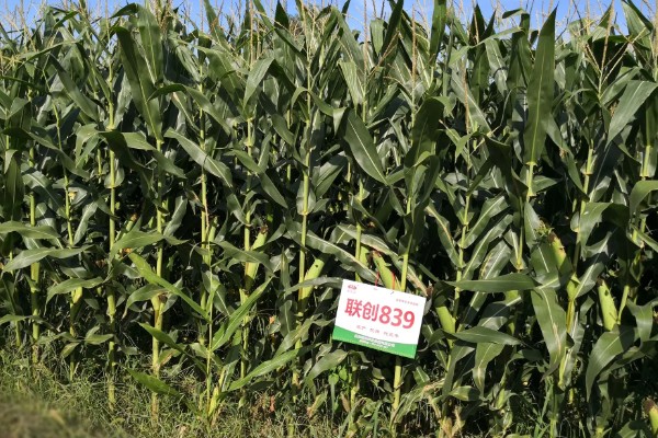 联创839玉米种的夏播密度，夏播密度为4000株左右