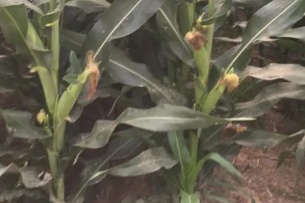 联创839玉米种的夏播密度，夏播密度为4000株左右