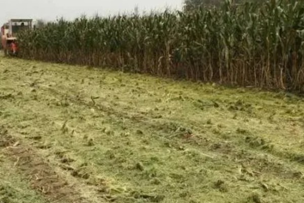 联创839玉米种的夏播密度，夏播密度为4000株左右