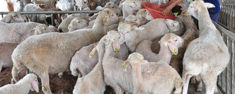 羊的养殖要点，种公羊每天喂食2-2.5kg鲜草