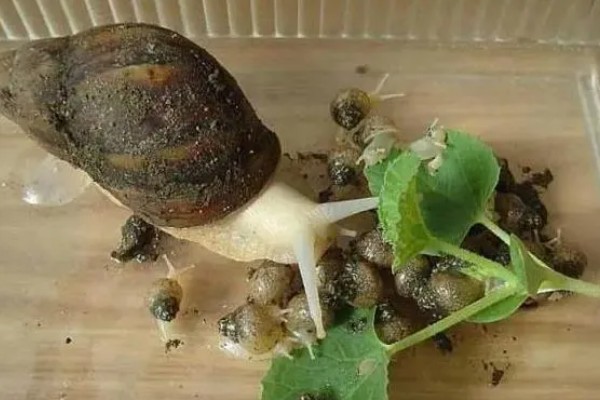 蜗牛是怎么吃东西的，通过触角中间的小洞吃东西