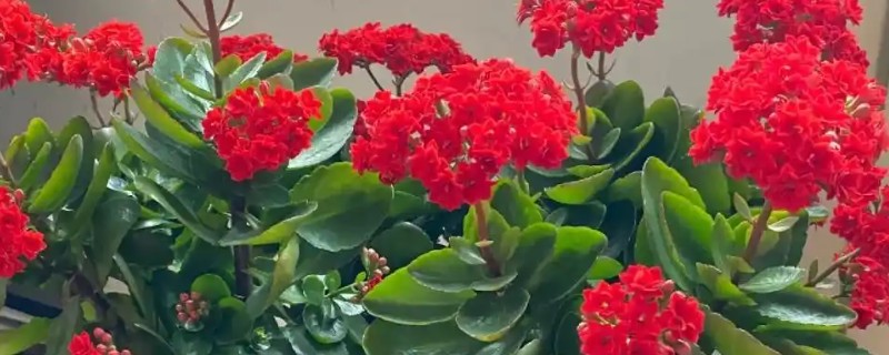长辈过生日适合送什么花，可选择长寿花、康乃馨等