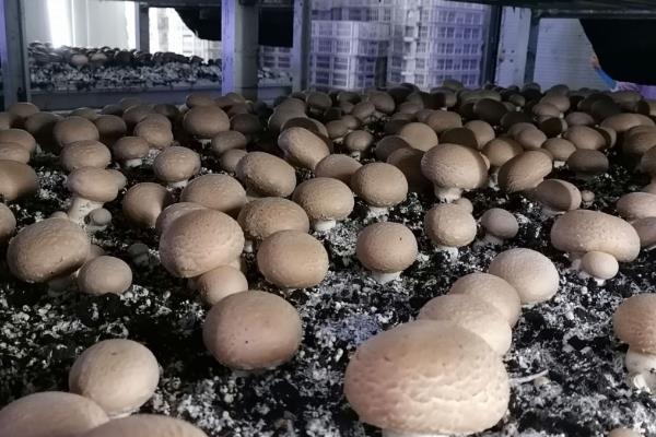 种蘑菇需要的条件，适合生长在营养肥沃的土壤