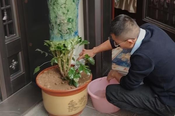 幸福树耐旱吗，幸福树耐旱