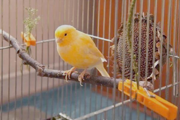 饲养金丝雀的注意事项,要定期清洁鸟笼