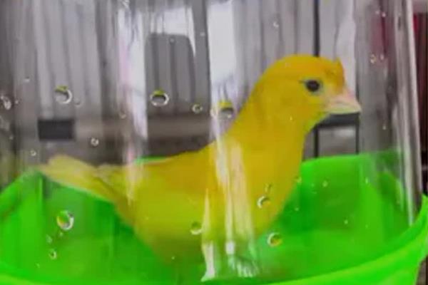 饲养金丝雀的注意事项,要定期清洁鸟笼