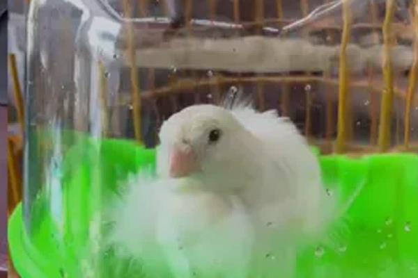 饲养金丝雀的注意事项,要定期清洁鸟笼