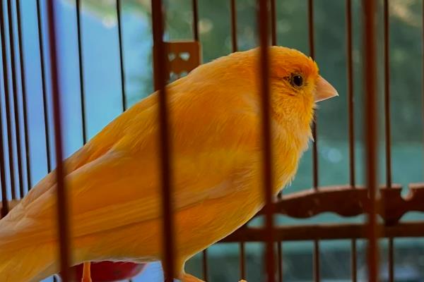 饲养金丝雀的注意事项,要定期清洁鸟笼