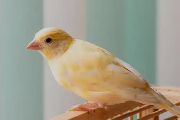 饲养金丝雀的注意事项,要定期清洁鸟笼