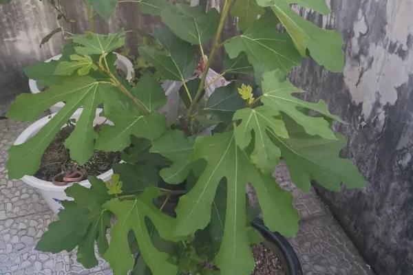 无花果在家里能种吗,无花果家里可以种植