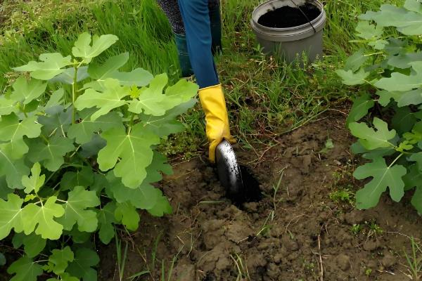 无花果在家里能种吗,无花果家里可以种植
