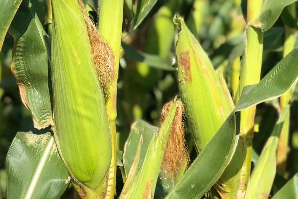 研锋187玉米品种简介，密度4500株/亩左右