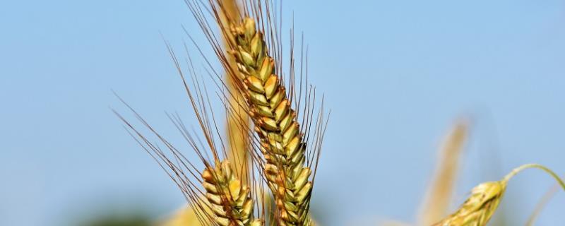 天益科麦13小麦品种简介，为中筋品种