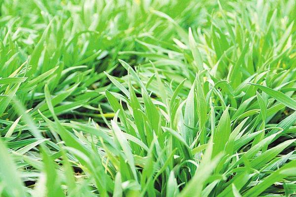 皖农166小麦品种的特性，全生育期215.1天