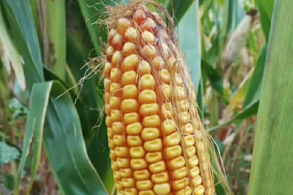 研锋187玉米品种简介，密度4500株/亩左右