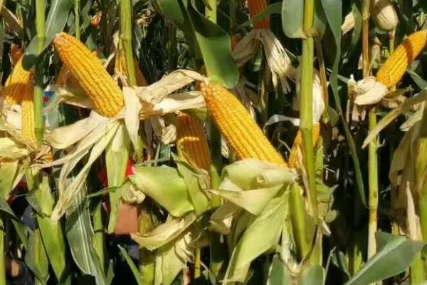 丰平101玉米种子特点，密度4500株/亩左右