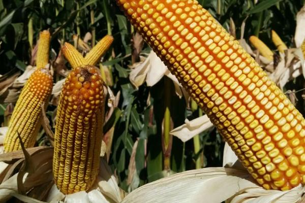 丰平101玉米种子特点，密度4500株/亩左右