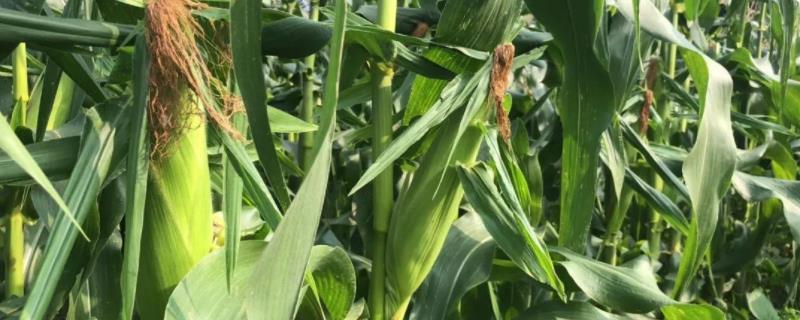 创先889玉米种子特点,中抗穗腐病
