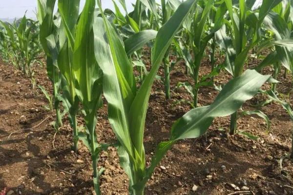 BH1668玉米品种的特性，适宜在肥力中上等的地块种植