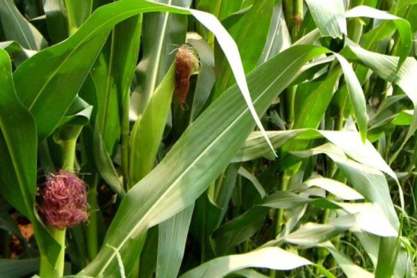 辽单青贮1215玉米种子介绍，中抗灰斑病