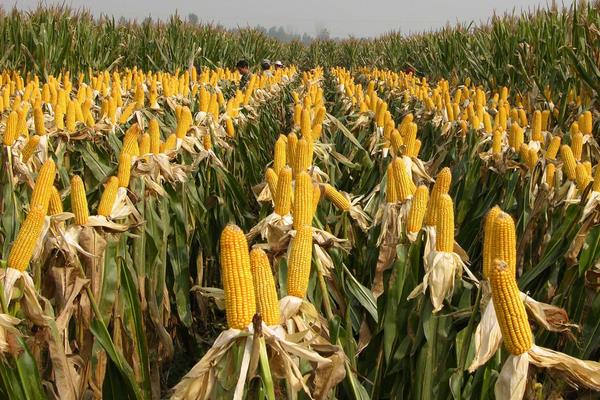 北玉307玉米种子特点，春播出苗至成熟127天