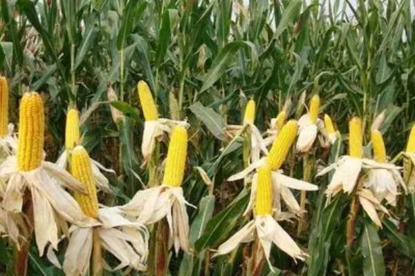 辽硕3917玉米品种的特性，中抗茎腐病