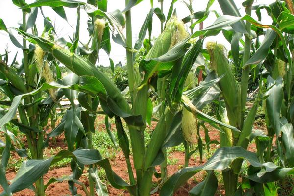 BH1668玉米品种的特性，适宜在肥力中上等的地块种植