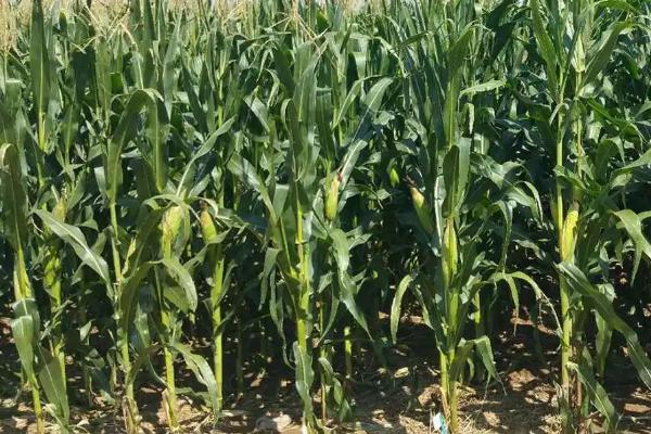 GX5588玉米种子简介，中抗穗腐病