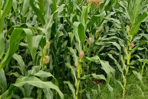 辽单青贮1215玉米种子介绍，中抗灰斑病