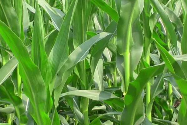 创先889玉米种子特点,中抗穗腐病