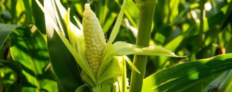 鹏裕988玉米种子特点,密度3000株/亩左右