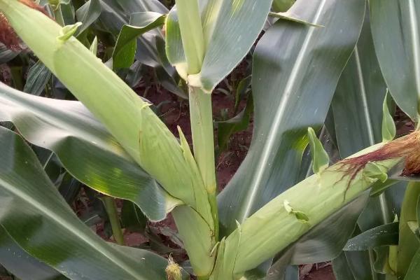 GK5858玉米种子简介，中抗丝黑穗病