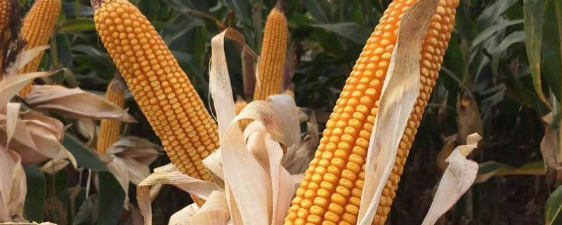荃研519玉米种子特征特性，中抗灰斑病