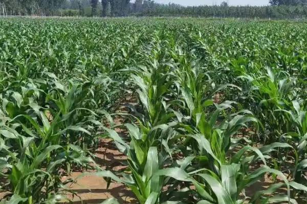 辽硕3917玉米品种的特性，中抗茎腐病