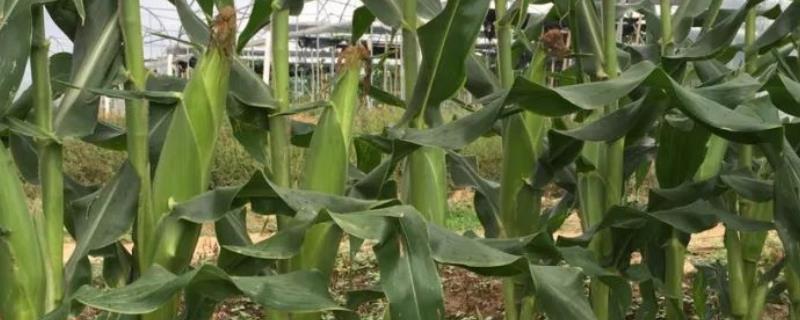 GK5858玉米种子简介，中抗丝黑穗病