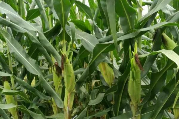 辽硕3917玉米品种的特性，中抗茎腐病