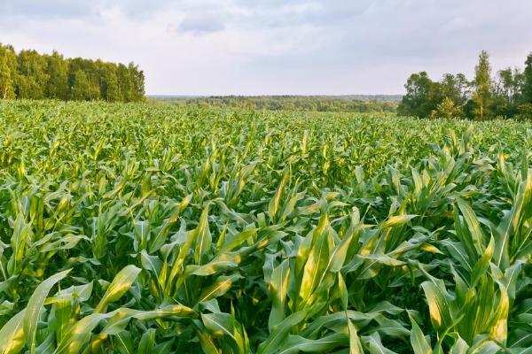 GX5588玉米种子简介，中抗穗腐病