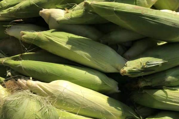 熙园308玉米品种的特性，中抗灰斑病