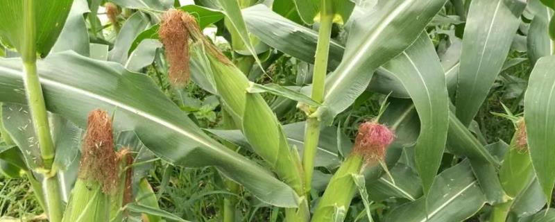 惠翔M3158玉米品种的特性，春播出苗至成熟127天