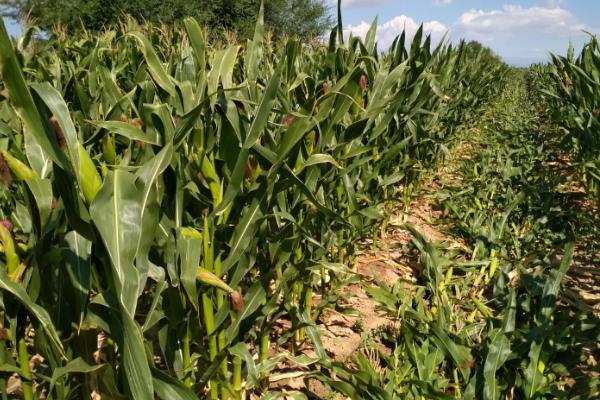 SN1573玉米品种简介,密度4000株/亩左右